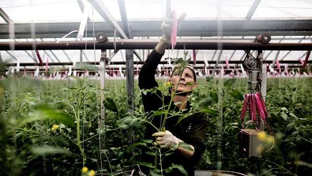 Lokale netværk kan hjælpe SMV’erne med grønne ambitioner