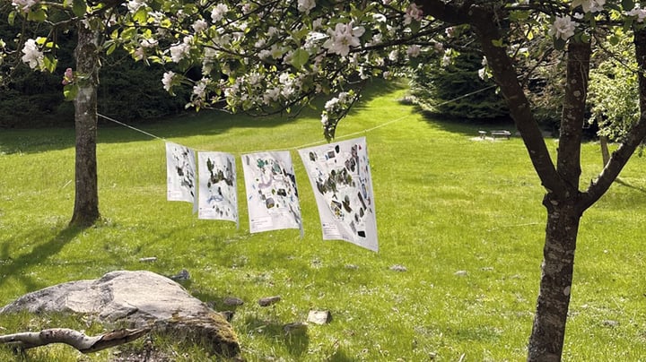 Køges unge tegner fritgående grise og blomstermarker