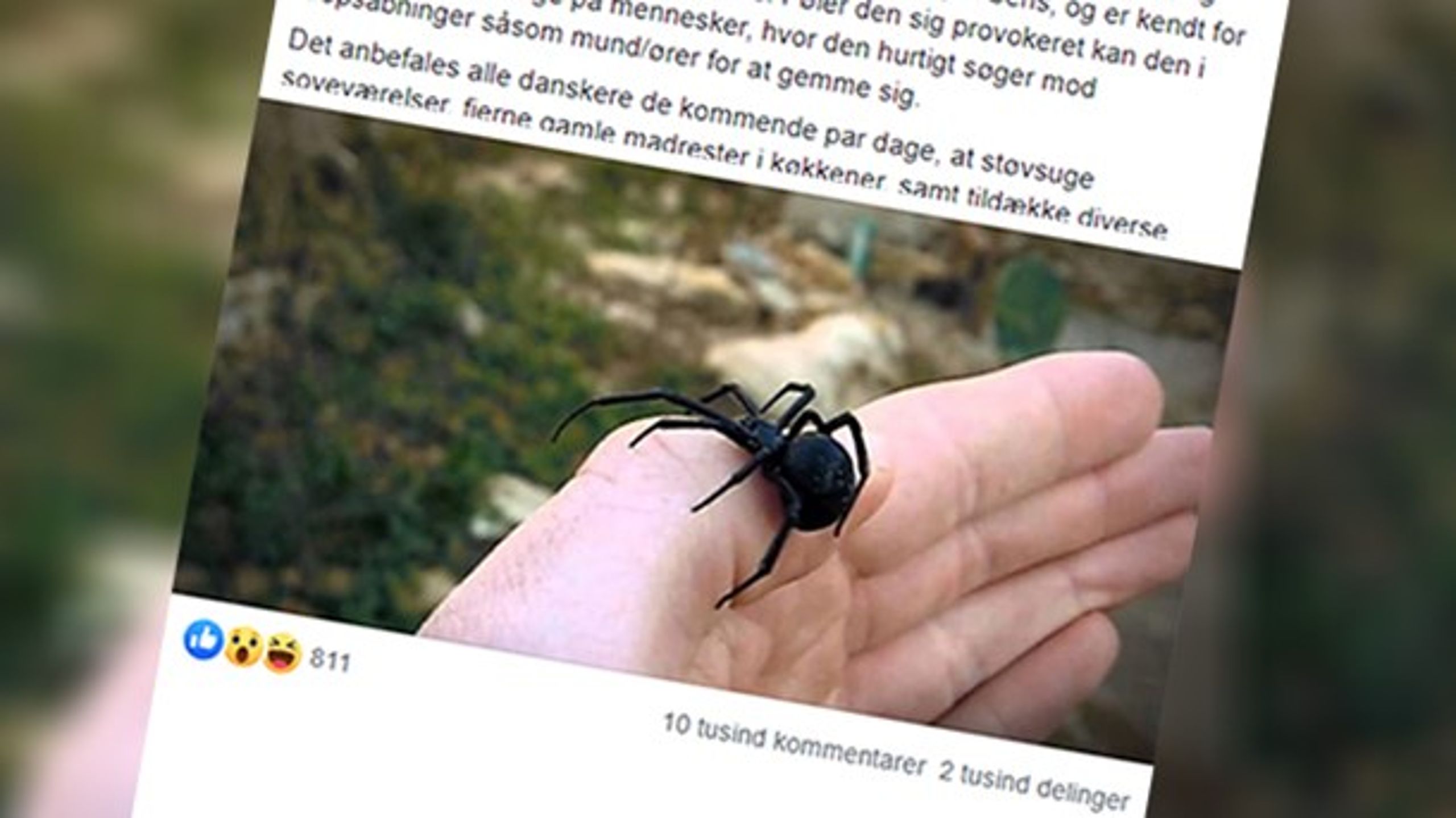 Tilpasset kopi af det vidt og bredt delte facebookopslag om den angiveligt farlige edderkop.