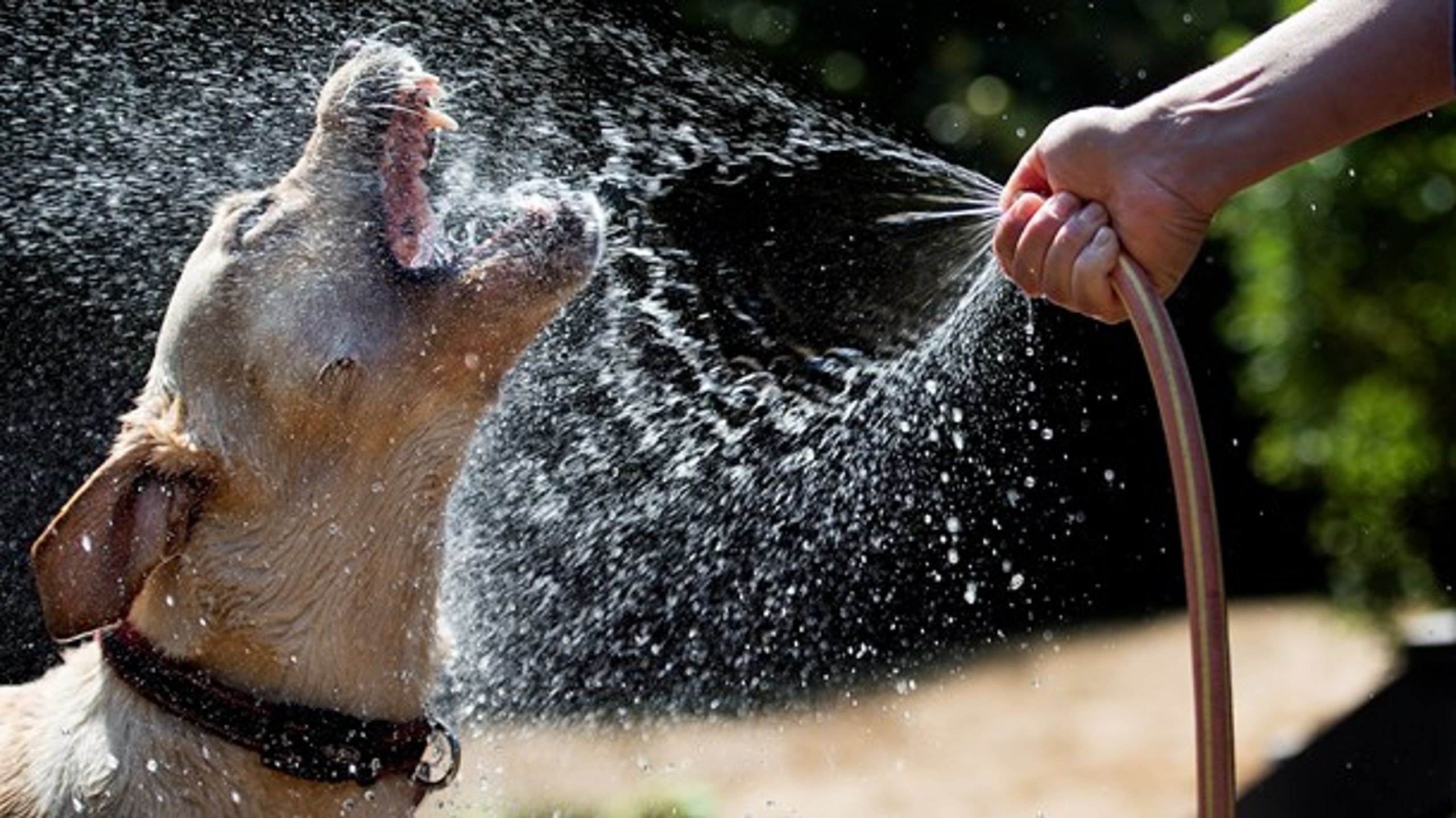 <div>Det er ikke livsfarligt for hunde at indtage isterninger på varme dage – men hvis hunden skulle blive overophedet, er det en god idé at gøre den våd med lunkent vand.<br></div>