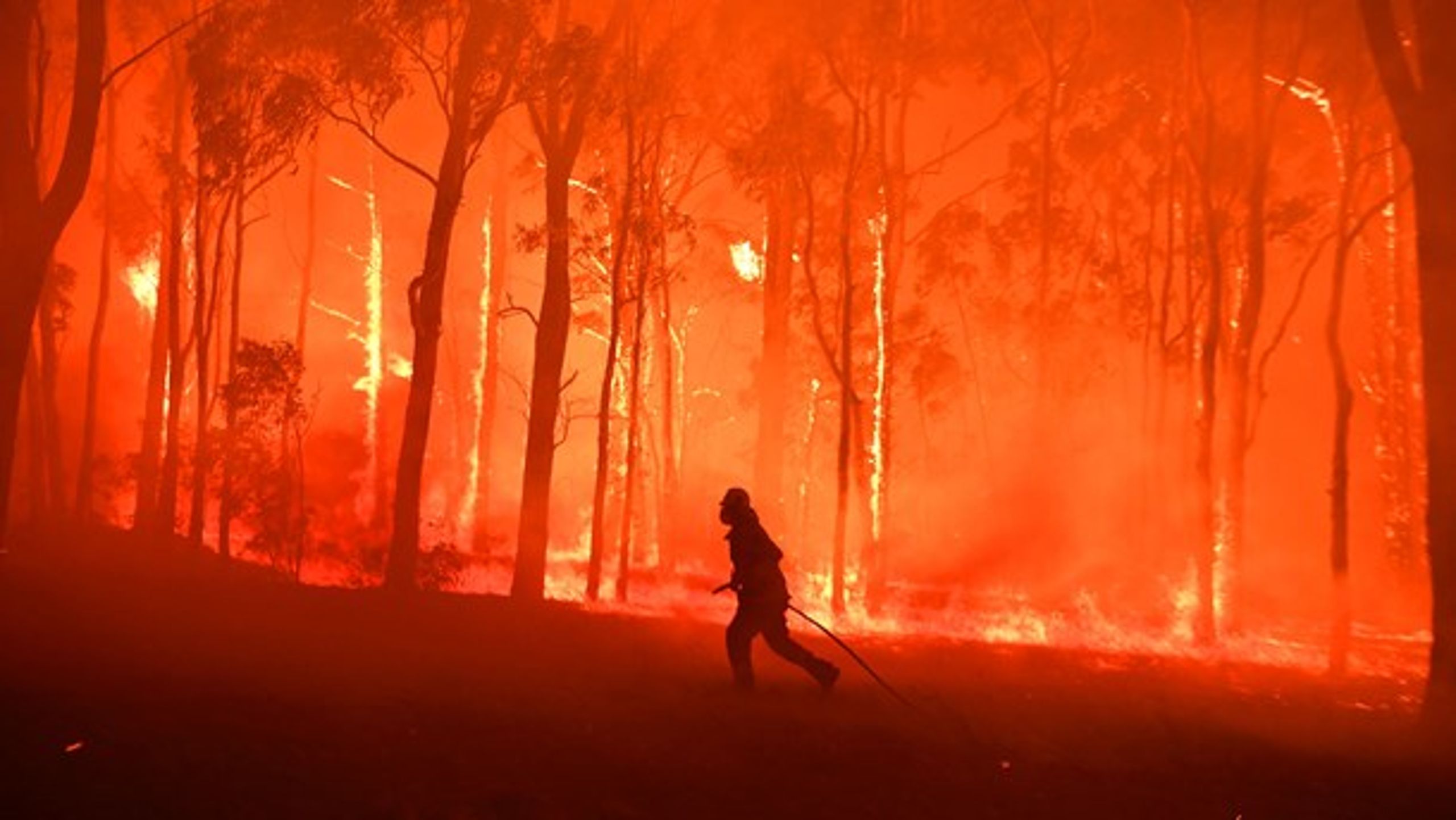 Australien har været plaget af brande siden september sidste år, og i mange områder er de fortsat aktive. Her forsøger en brandmand at begrænse skaderne i Gospers Mountain, som ligger i nærheden af Colo Heights sydvest for Sydney. Billedet er fra den 19. november 2019.