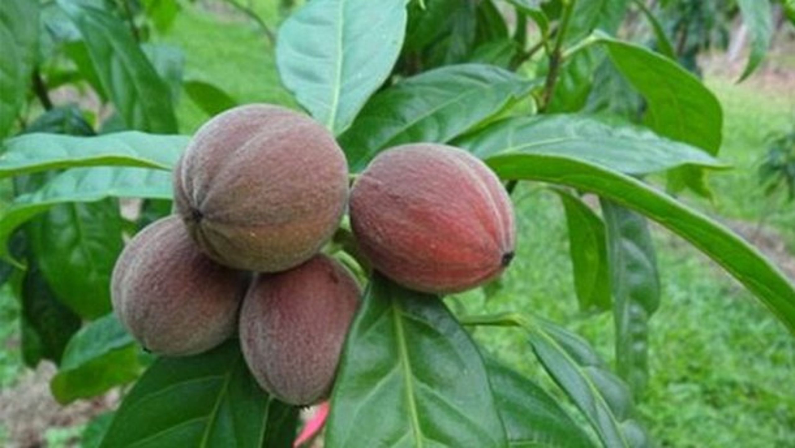 En meget populær artikel påstår, at denne frugt kan kurere kræft. Men det er der ikke videnskabeligt bevis for.