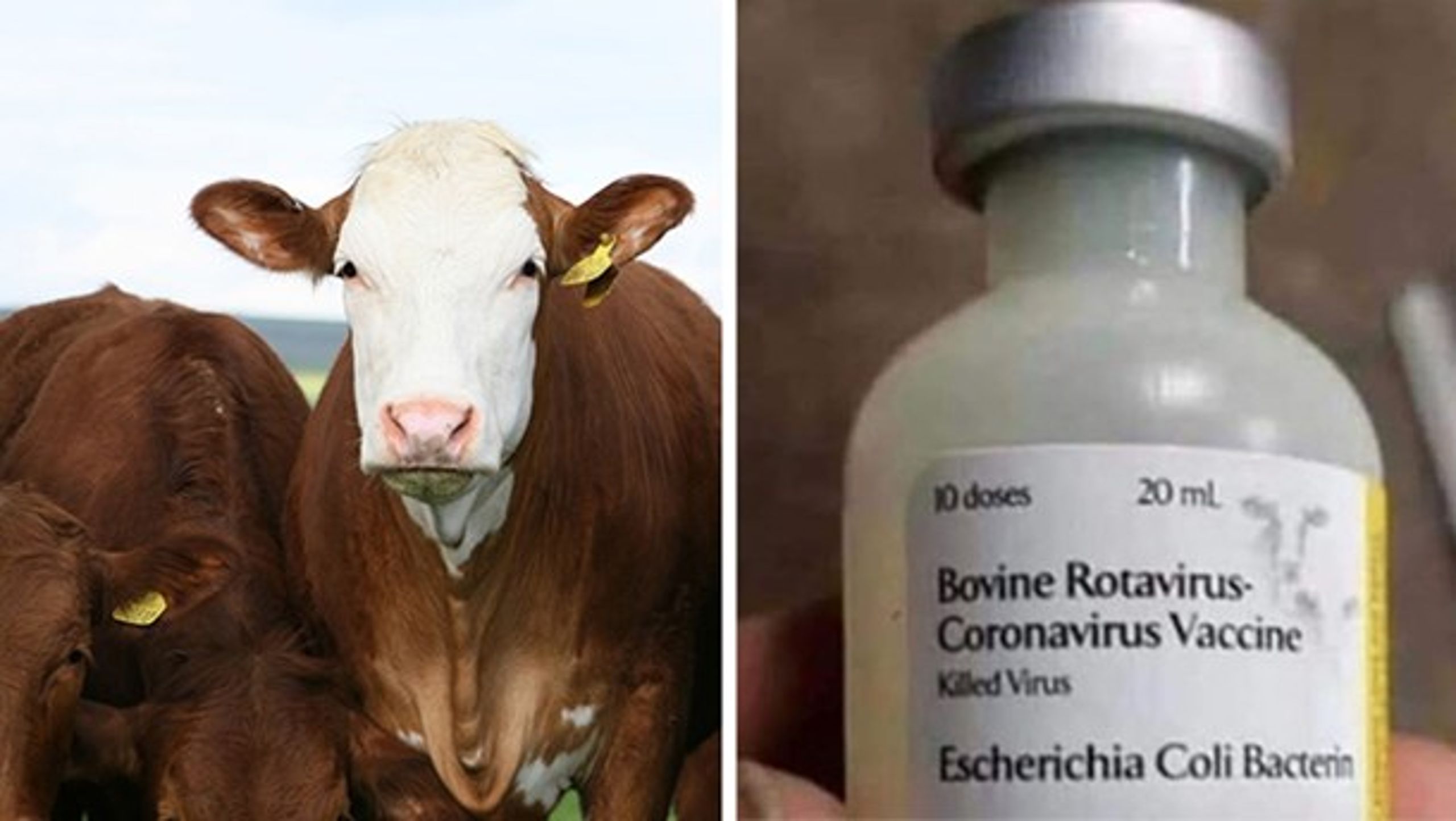 Man har i mange år rigtig nok vaccineret kvæg mod en coronavirus. Men medicinen på billedet har intet at gøre med den virus, der hærger flere lande verden over i disse dage – og i øvrigt må den slet ikke bruges på mennesker.